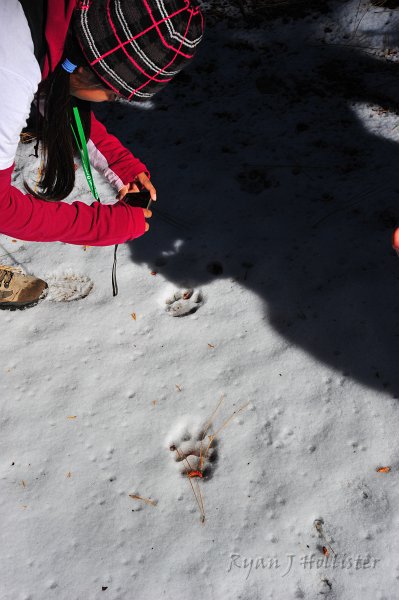 RJH_6627.JPG - Fresh mountain lion tracks in the snow!  Oh my!