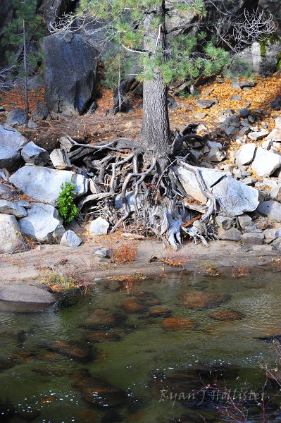 RJH_6715.JPG - I'm rooting for the tree in this battle.