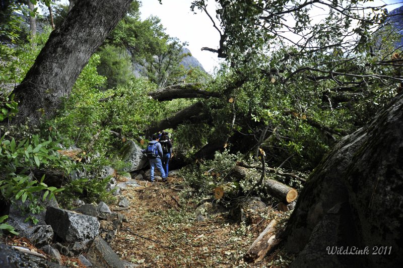 _RJH0011.JPG - Wow!  Three huge oaks were knocked down by the recent storms.