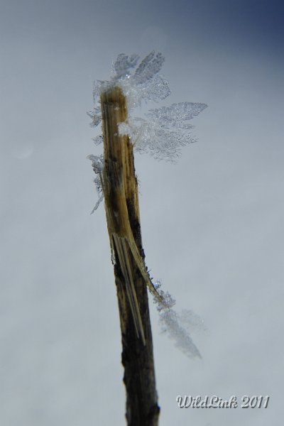 _RJH9863.JPG - Hoarfrost growing on a stick.  Sublimated snow recrystalized on the cold stick during the evening creating the awesome crystals of ice.  About 0.5 inches long.