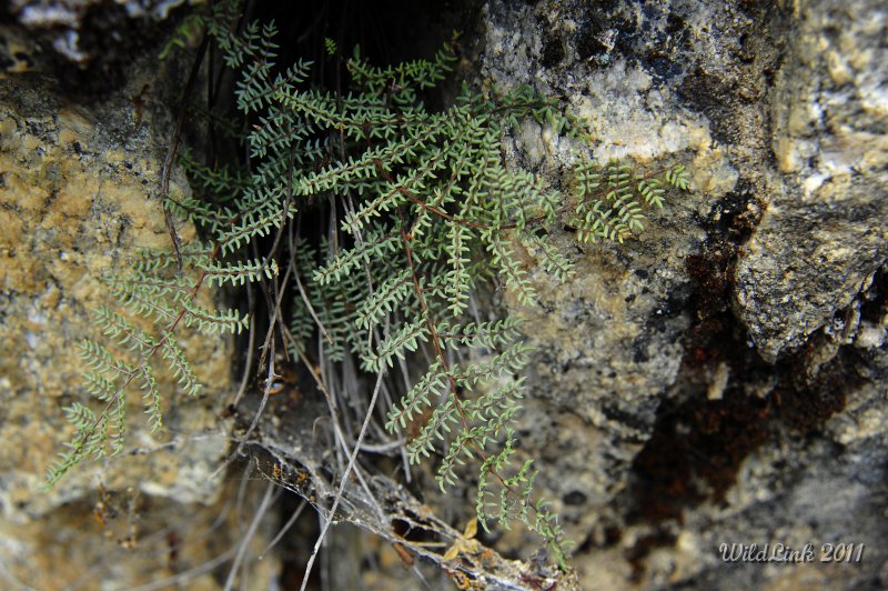 _RJH9927.JPG - Not sure what kind of plant this is, but I thought it needed its photo taken.