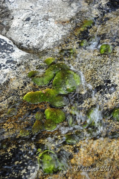 _RJH9992.JPG - There's just something about moss and water that make it mesmerizing.