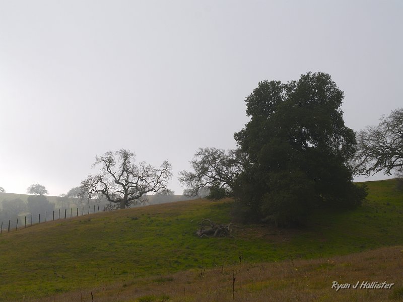pacheco_120509_1022.JPG - The fog amongst the massive oaks was a sight to see.
