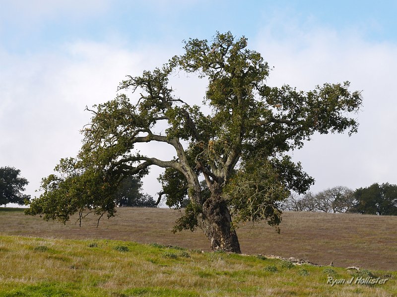 pacheco_120509_1051.JPG - Another magnificent Oak.